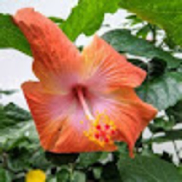 Meet your Posher, R - Picture 1 of 1